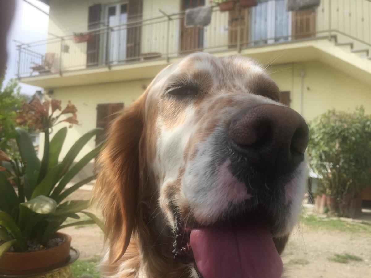 Oca Carolina Bed & Breakfast Buttigliera Alta Dış mekan fotoğraf