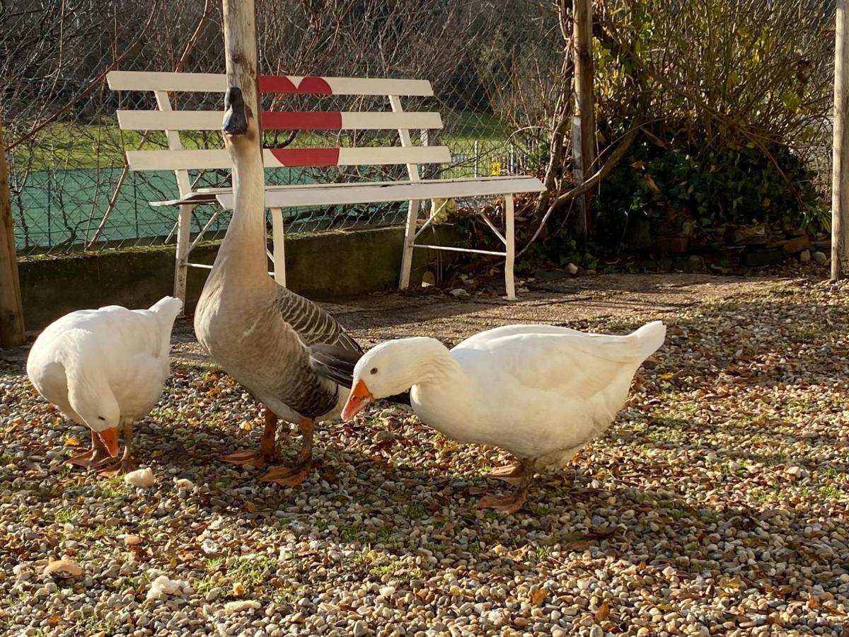 Oca Carolina Bed & Breakfast Buttigliera Alta Dış mekan fotoğraf