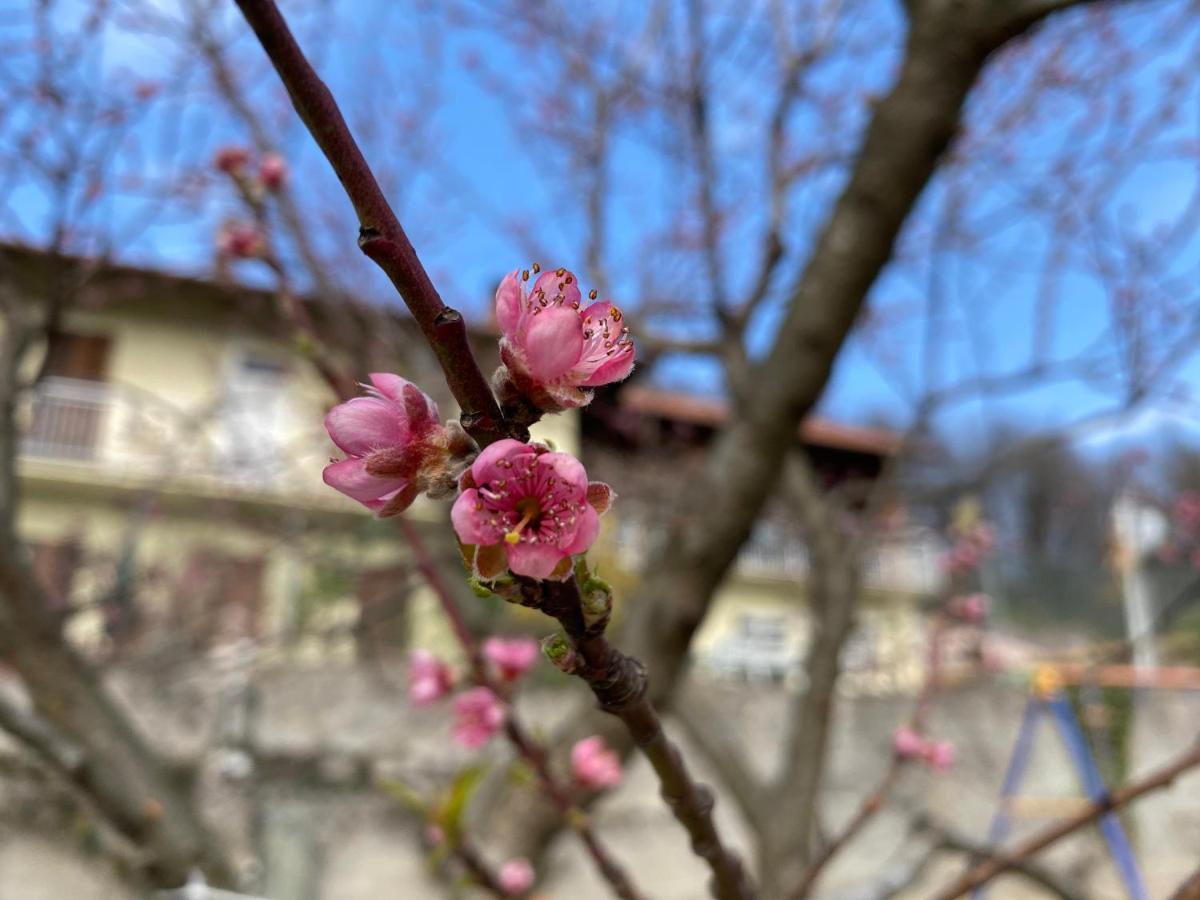 Oca Carolina Bed & Breakfast Buttigliera Alta Dış mekan fotoğraf