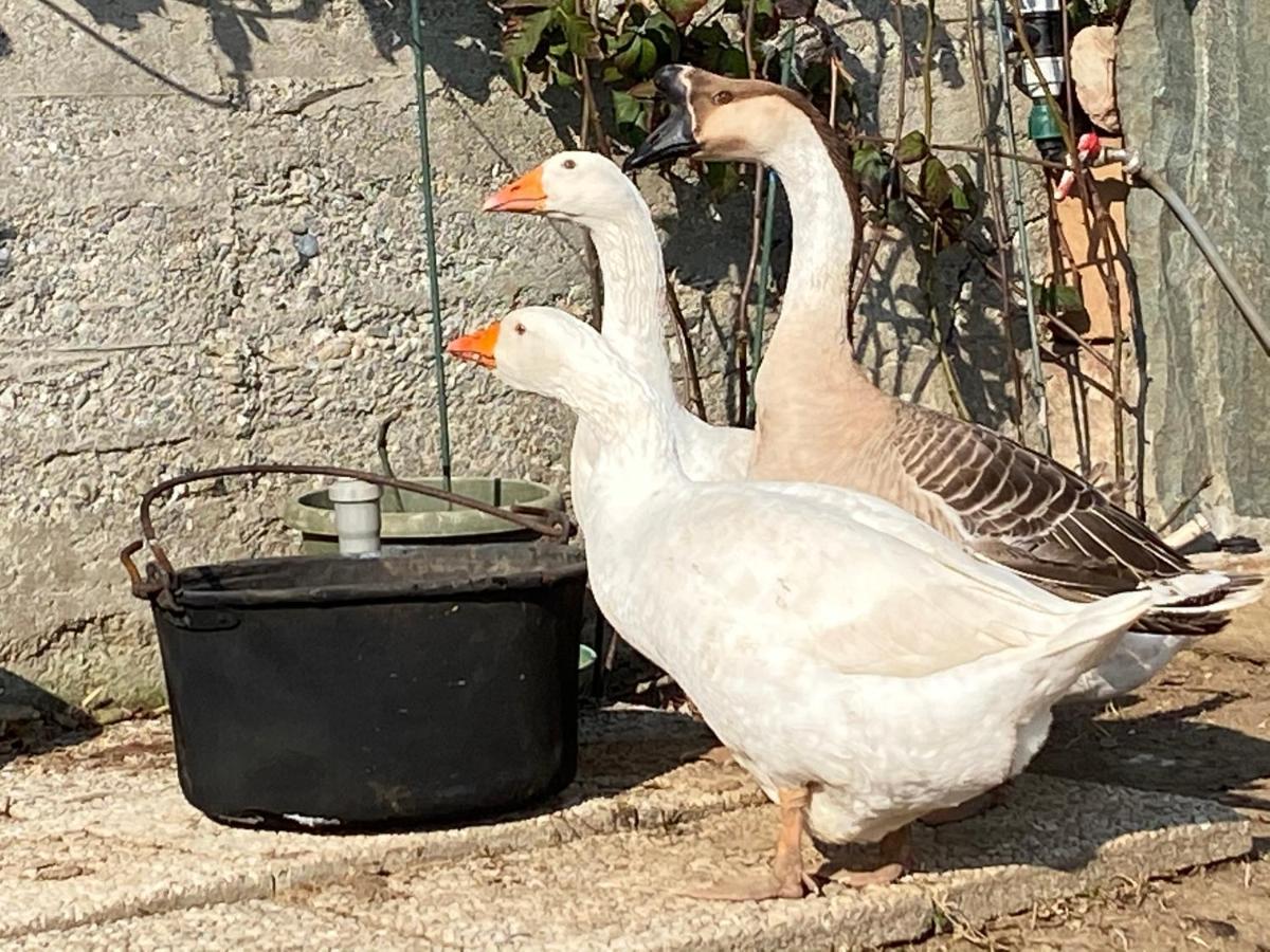 Oca Carolina Bed & Breakfast Buttigliera Alta Dış mekan fotoğraf