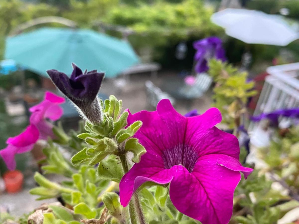Oca Carolina Bed & Breakfast Buttigliera Alta Dış mekan fotoğraf